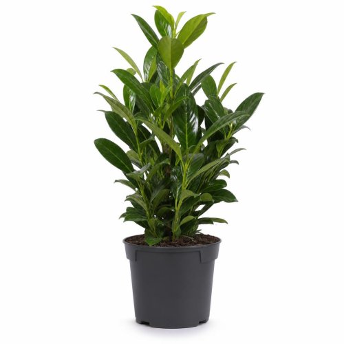 Лавровишня лекарственная Отто Суприм Prunus Laurocerasus Otto Supreme с3 