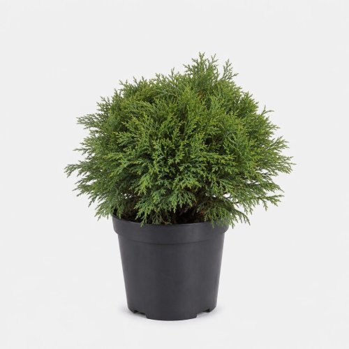 Кипарисовик тупой Chamaecyparis obtusa Nana Gracilis 25/19 (Н)