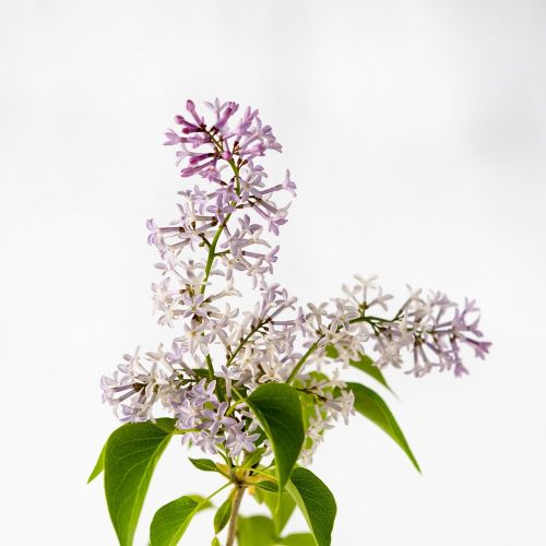 Сирень венгерская Syringa josikaea в ассорт. с5 80/100