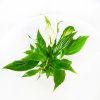 Спатифиллум Шопен Spathiphyllum Chopin 25/6,5
