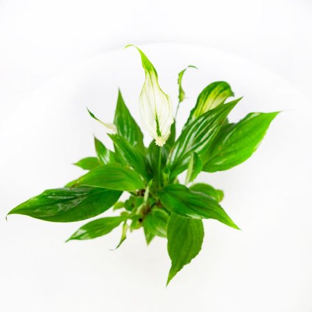 Спатифиллум Шопен Spathiphyllum Chopin 25/6,5