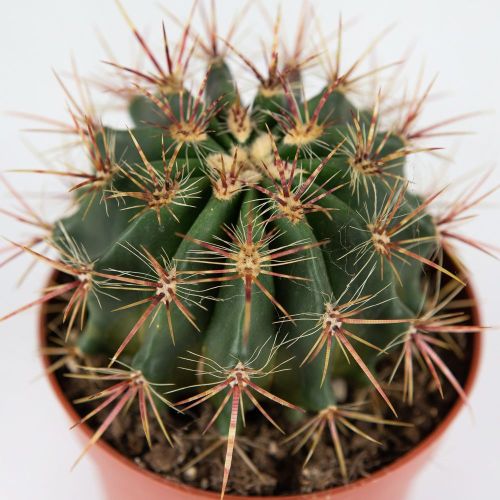 Ферокактус микс Ferocactus mix 15/12 (Н)