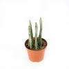 Стапелия микс Stapelia Mix 15/8,5 (Н)