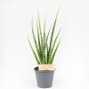 Сансевиерия Sansevieria Digitorum 70/15