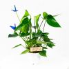 Антуриум Anthurium Blue 45/14