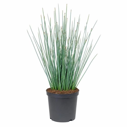 Ситник голубой водный Juncus Blue arrows