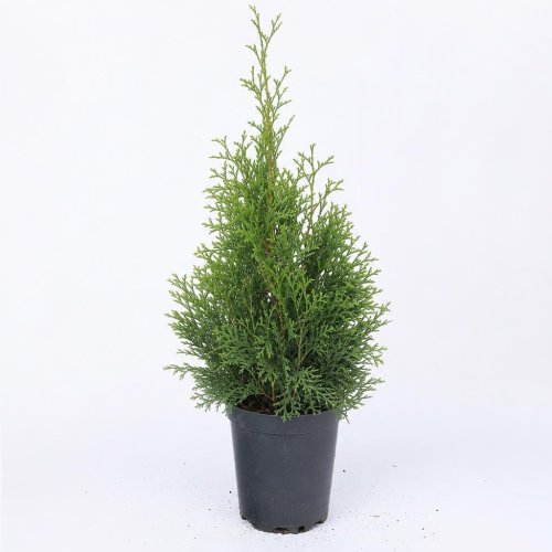 Туя западная Thuja occidentalis Brabant с6/20 85/110 (Дин)