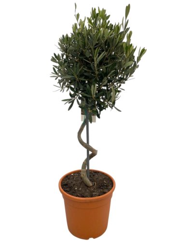 Олива европейская спиральный штамб Olea Europaea Spiral Stem 100/26