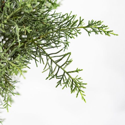 Кипарис аризонский 1/2 ШТАМБ с15/18 h100/120 d30/40 Cupressus arizonica Fastigiata 1/2 Fusto (И)