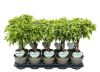 Фикус Бенджамина Буши Кинг переплетенный Ficus benjamina Bushy King ...