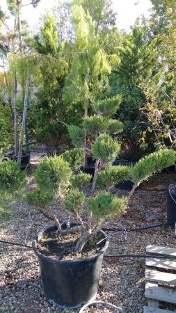 Можжевельник казацкий бонсай Juniperus sabina 75л (КБ)
