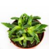 Суккулент Faucaria Tigrina 15/8 (Н)