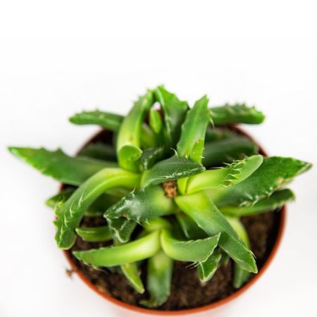 Суккулент Faucaria Tigrina 15/8 (Н)