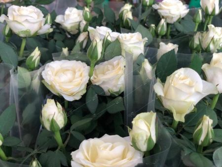Роза Кордана микс Rosa Koranda mix 30/11