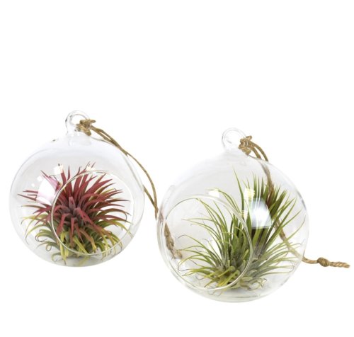 Тилландсия в стекле Tillandsia in glass 15/10 (Н)