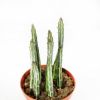 Стапелия микс Stapelia Mix 15/8,5 (Н)