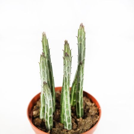 Стапелия микс Stapelia Mix 15/8,5 (Н)
