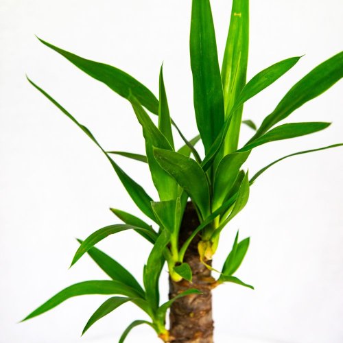 Юкка на штамбе 20 см 2+ Yucca 20cm Stem 2+ 45/11 (Н)