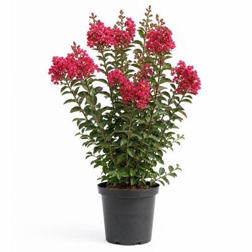 Лагерстремия индийская Burgundy Cotton с10 Lagerstroemia indica