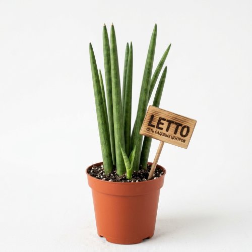 Сансевиерия цилиндрическая Скайлайн Sansevieria Cylindrica Skyline 27/12