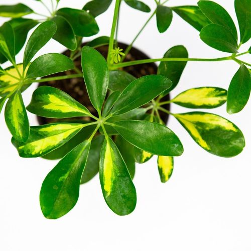 Шеффлера микс Schefflera mix р13