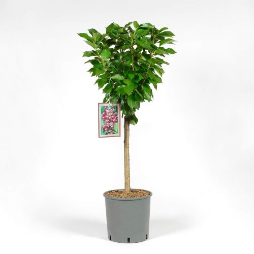 Черешня 1/2 ШТАМБ с15 PRUNUS AVIUM MEZZO FUSTO (И)