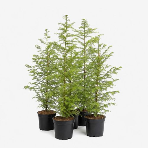 Метасеквойя глиптостробоидная Metasequoia Glyptostroboides 100/19 (Н) (Н)
