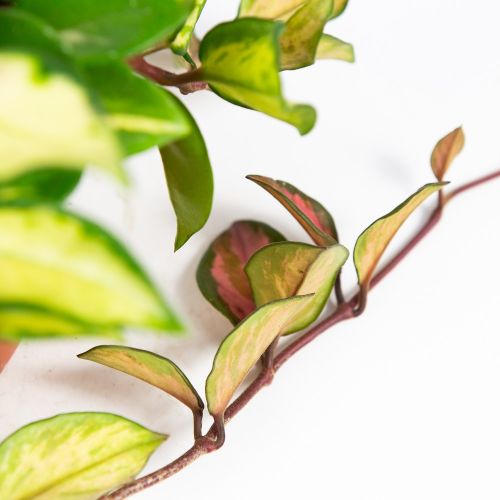 Хойя мясистая Триколор Hoya carnosa Tricolor 15/12 (Н)