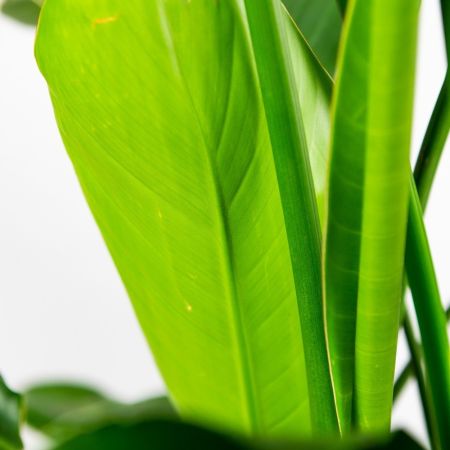 Стрелиция Николая Strelitzia nicolai 120+/24 (Н)