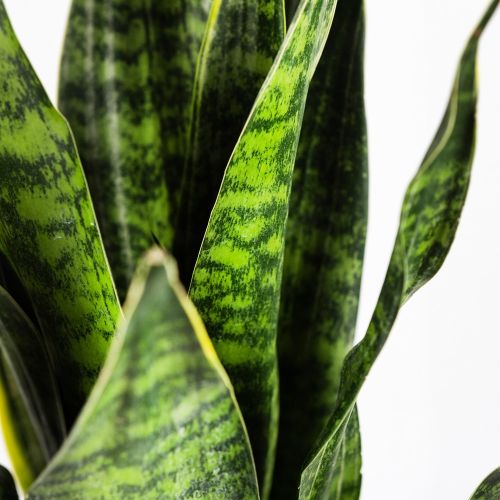 Сансевиерия Голден Эйдж Sansevieria Golden Edge 65/21 (Н)