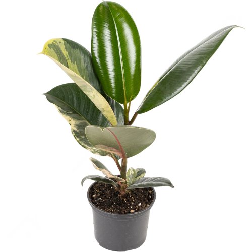 Фикус микс Ficus mix d26см