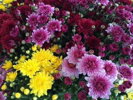 Хризантема крупноцветковая микс Chrysanthemum mix 1,5 л