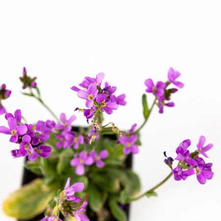 Рассада Арабис Spring Charm р9