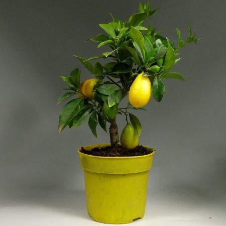 Цитрус лимон круг Citrus lemon 12л (И)