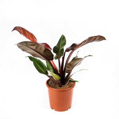 Филодендрон Philodendron Sun Red 50/17 (Н)