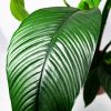 Спатифиллум Сенсация Spathiphyllum Sensation 135/24 (Н)