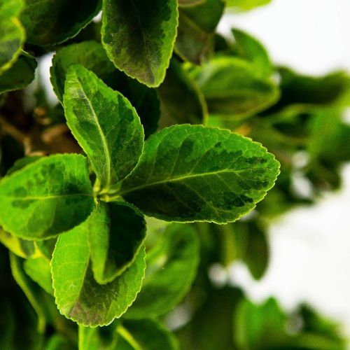Бересклет японский Elegantissima Aurea КОНУС с35 125/150 Euonymus japonicus CONO (И)