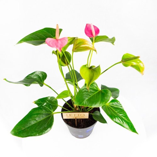 Антуриум Андре Карма Джоли Дуо Anthurium andraeanum Karma Joli Duo  45/12 (Н)