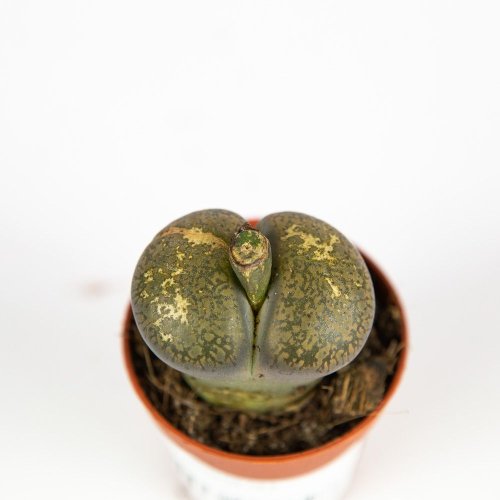 Литопс микс Lithops mix 7/5,5