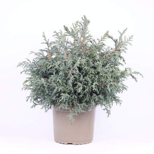 Кипарисовик горохоплодный Chamaecyparis pisifera Baby Blue 45/23 (Н)