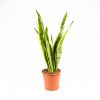 Сансевиерия трёхполосная Sansevieria laurentii 65/17 (Н)