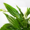Спатифиллум Spathiphyllum Pearl Cupido 30/9 (Н)