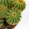 Нотокактус микс Notocactus 20/13