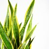 Сансевиерия трёхполосная Sansevieria laurentii 90/24 (Н)