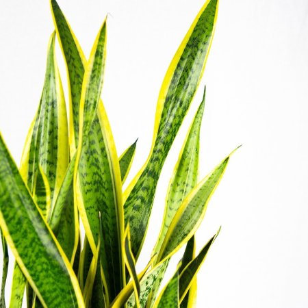 Сансевиерия трёхполосная Sansevieria laurentii 90/24 (Н)