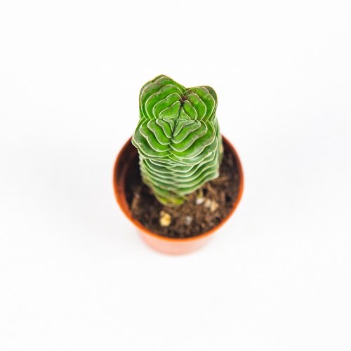 Крассула (толстянка) Буддас Темпл Crassula Buddha's Temple 12/6 (Н)