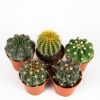 Кактус шар микс Cactus boll mix 8/5,5 (Н)