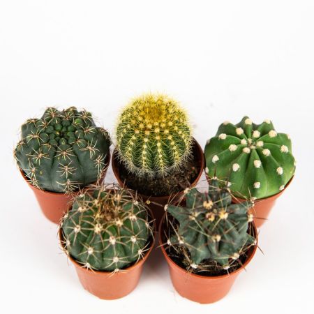 Кактус шар микс Cactus boll mix 8/5,5 (Н)