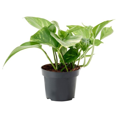 Эпипремнум золотистый Epipremnum aureum 20/12