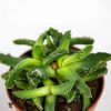 Суккулент Faucaria Tigrina 15/8 (Н)